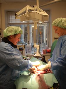 To dyrlæger opererer en hund for livmoderbetændelse iklædt sterilt operationstøj.