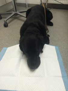 Labradorblanding Dexter kaster op på en sugende ble i konsultationen på Dyreklinikkken Klingeberg.
