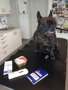 Fransk bulldog sidder på bordet foran pas, ormekur, chipaflæser og dåsemad (til at gemme pillen i).
