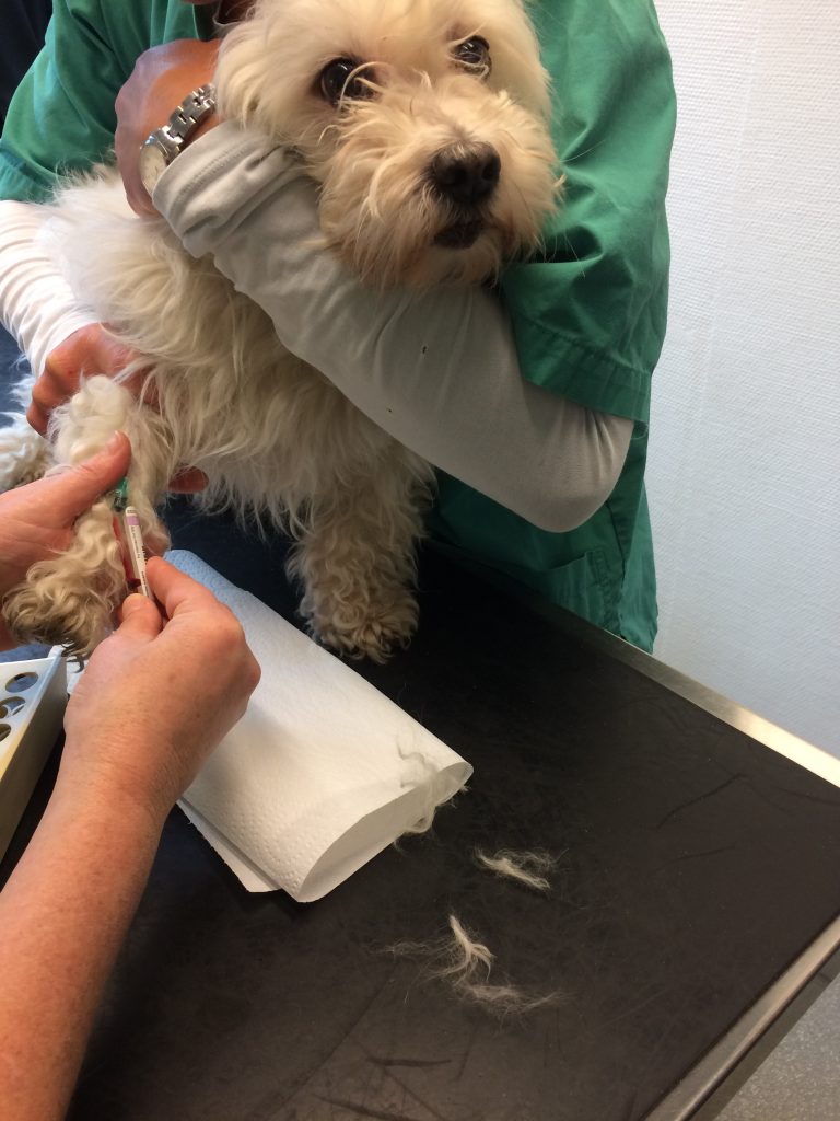Coton de tulear bliver holdt af veterinærsygeplejesken imens dyrlægen tager en blodprøve fra Molly´s forben.