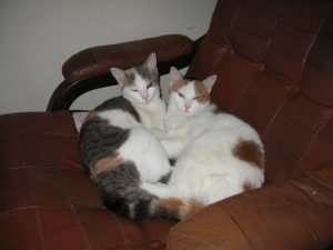 De to trefarvede hunkatte ligger sammen i en sofa.