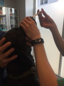 Hunden holder hoevdet op imens dyrlægen drypper vaccinen direkte ned i næsen vhj.a en sprøjte.
