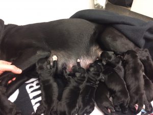 8 nyfødte labrador-hvalpe dier hos deres mor, som netop har født dem ved kejsersnit.