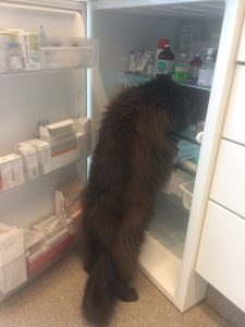 En langhåret kat står på bagben og kigger ind i det åbne køleskab.