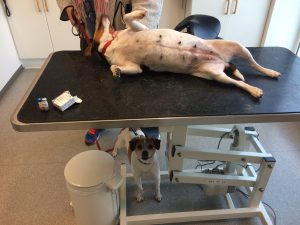Dansk/svensk gårdhund ligger på ryggen på undersøgelsesbordet iog viser sin drægtige mave frem.
