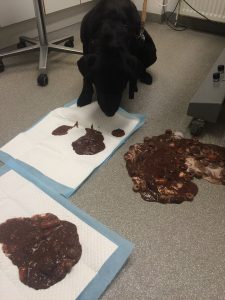 Labradorblanding kaster tre store portioner af chokoladefarvet opkast op på gulvet på Dyreklinikken Klingeberg.