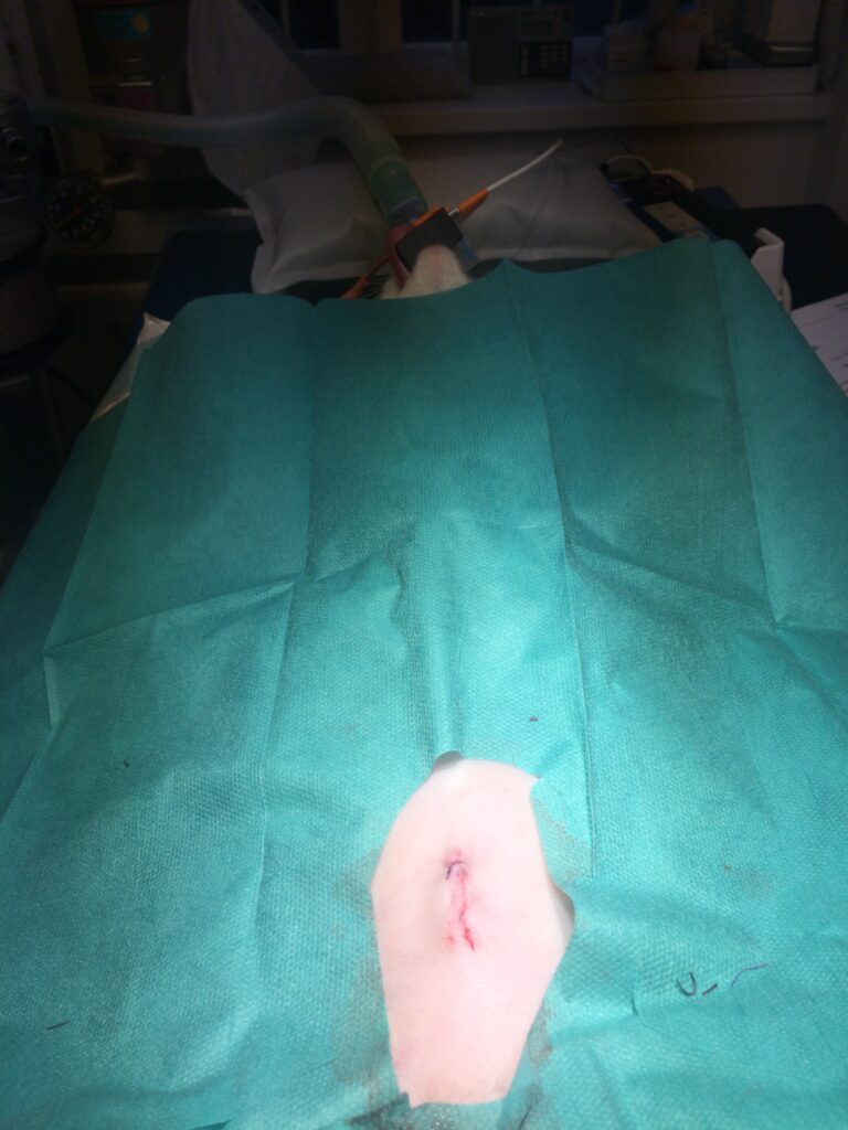Operationssår på kat efter en sterilisation.